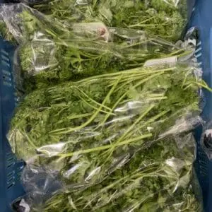 Peterselie hoes 100 gram (per hoes)